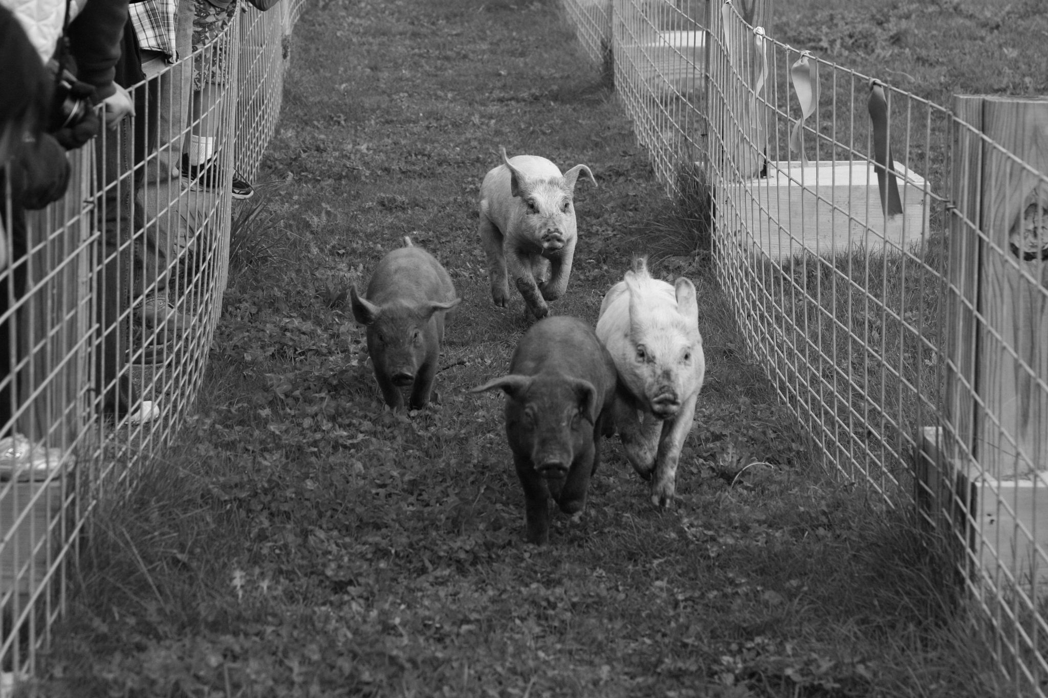 Canon EOS 400D (EOS Digital Rebel XTi / EOS Kiss Digital X) sample photo. Pig race photography