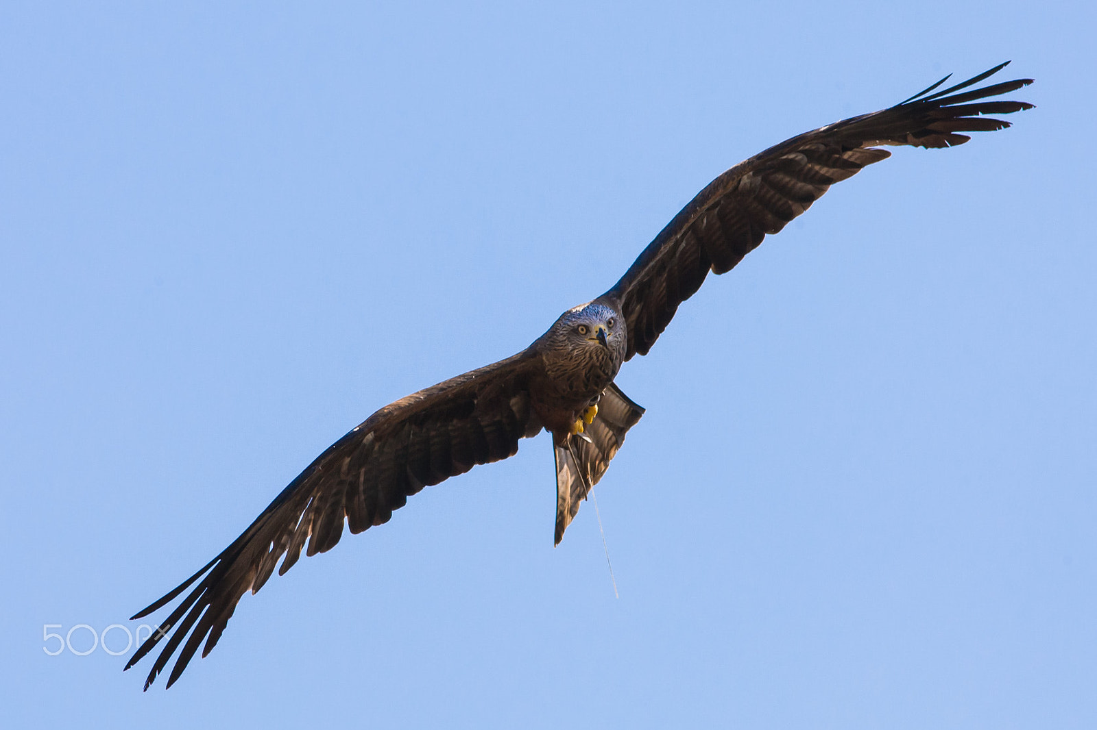 Canon EF 300mm F4L IS USM sample photo. Free fly photography