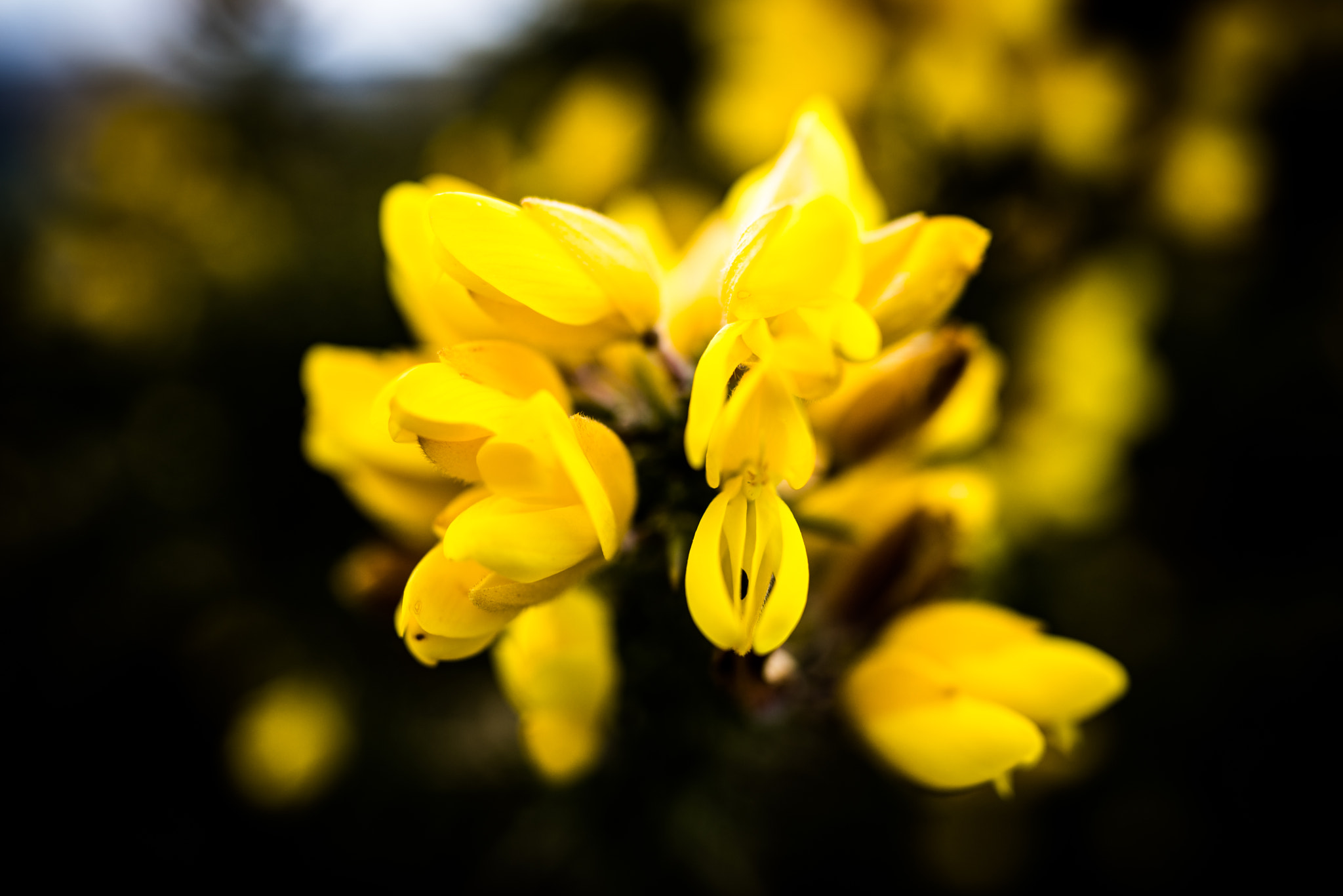 Sony a7R + Sony 70-400mm F4-5.6 G SSM sample photo. Summer on the downs photography