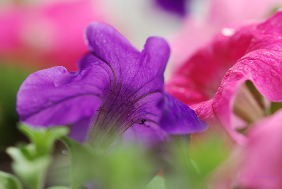 Sigma 105mm F2.8 EX DG OS HSM sample photo. Purple & pink photography
