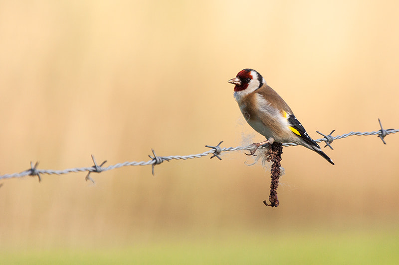 Canon EF 100-400mm F4.5-5.6L IS USM sample photo. Goldfinch photography