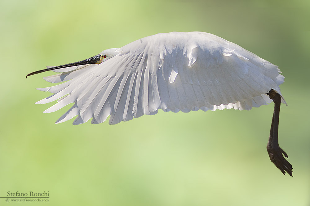 Canon EF 300mm F4L IS USM sample photo. Fly photography
