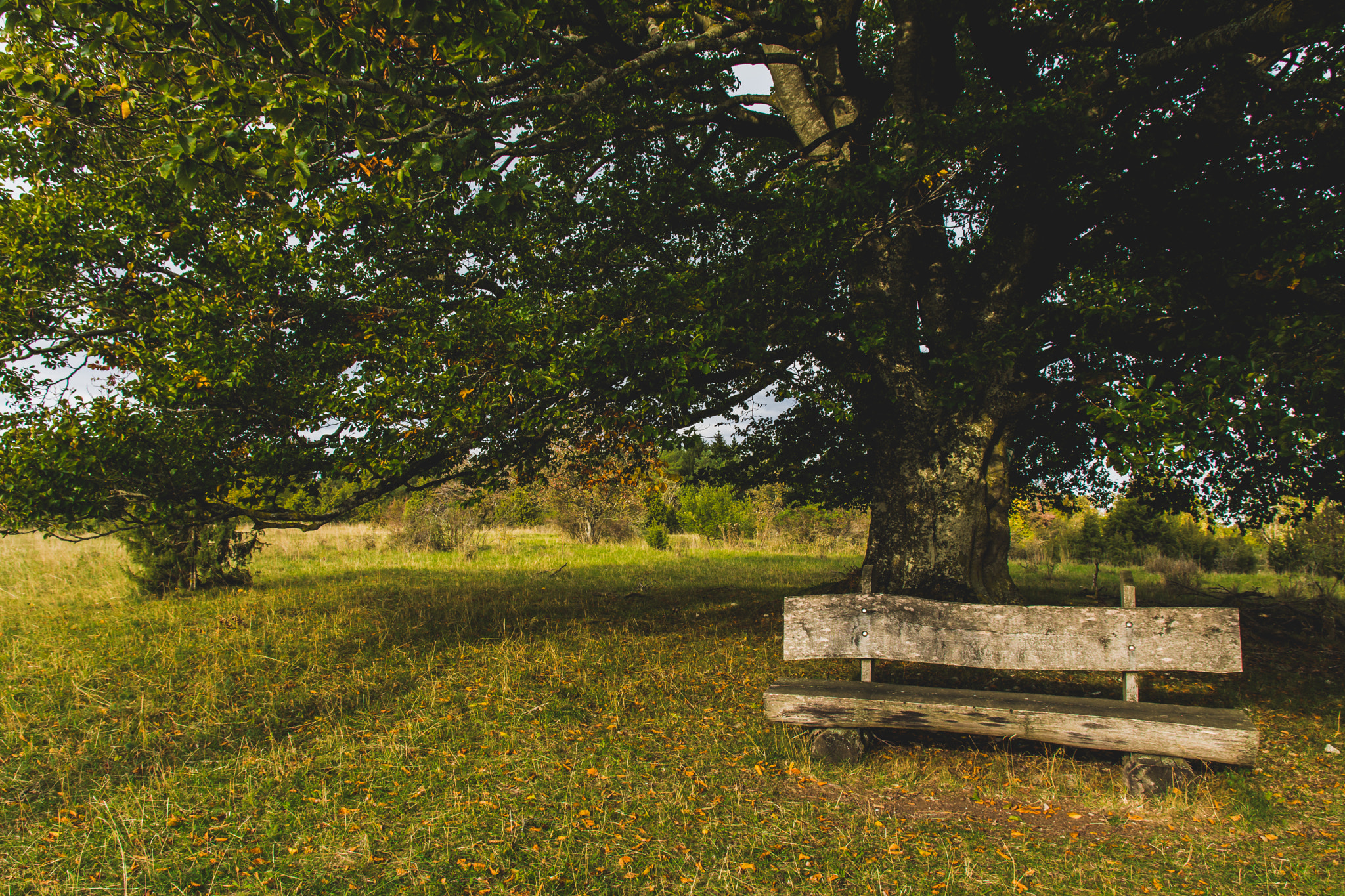 Sigma 17-70mm F2.8-4 DC Macro OS HSM | C sample photo. Bench photography