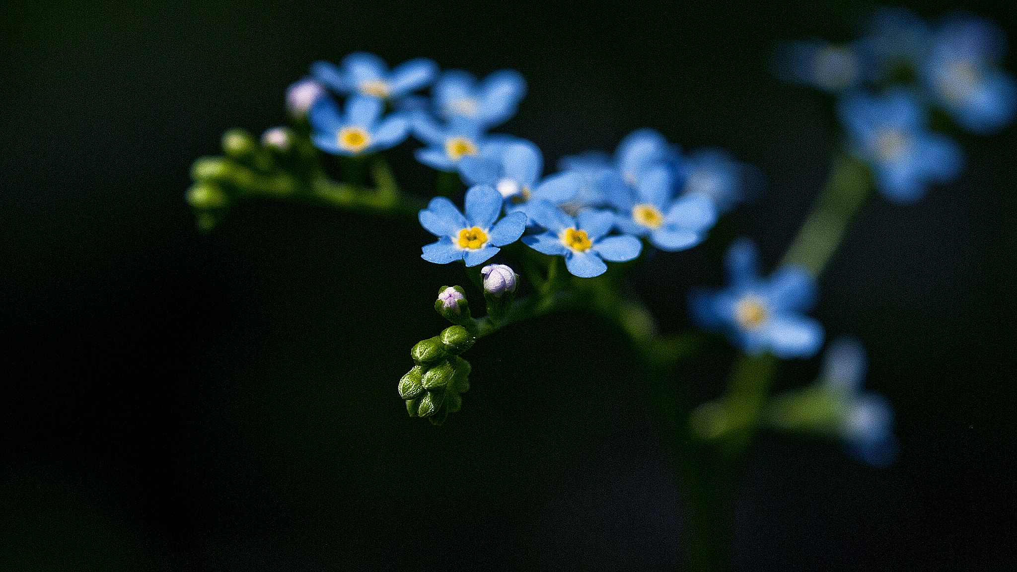 Nikon AF-S Micro-Nikkor 60mm F2.8G ED sample photo. Tiny lovely things photography
