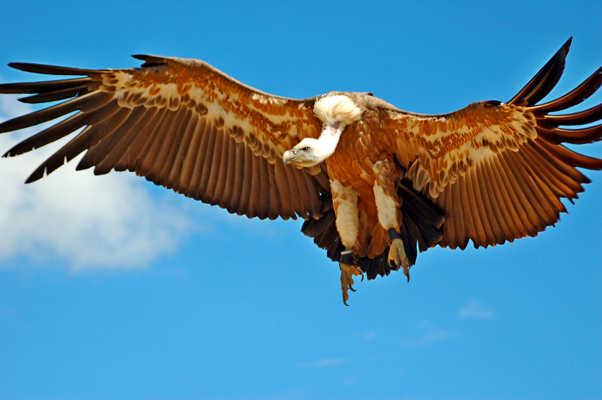 Nikon D50 sample photo. Condor photography