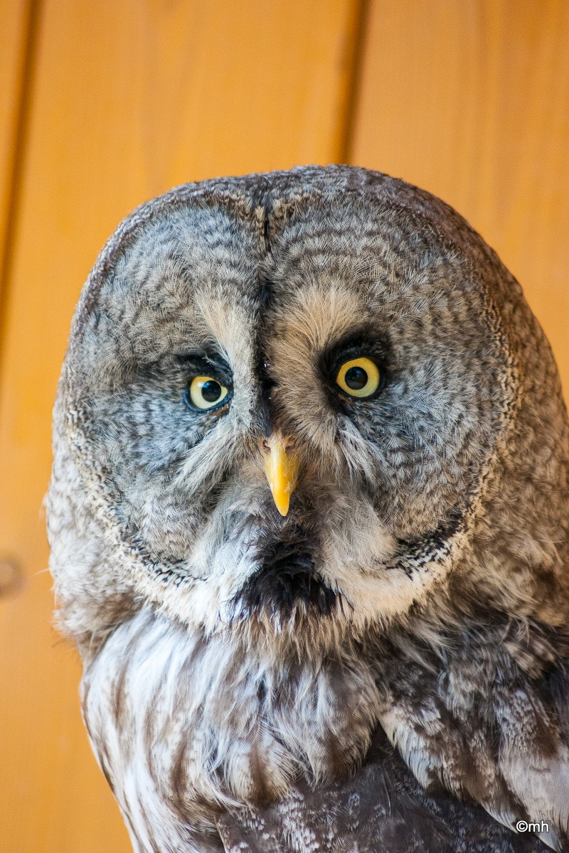 Canon EOS 450D (EOS Rebel XSi / EOS Kiss X2) sample photo. Owl photography