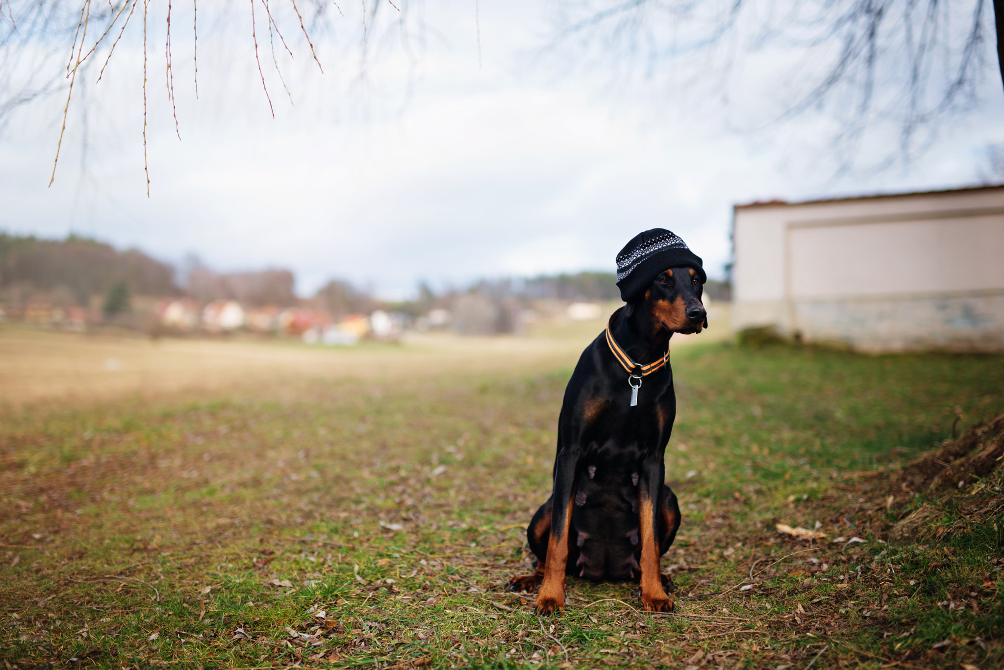 Nikon D600 + Sigma 50mm F1.4 DG HSM Art sample photo. Pregnant dog photography