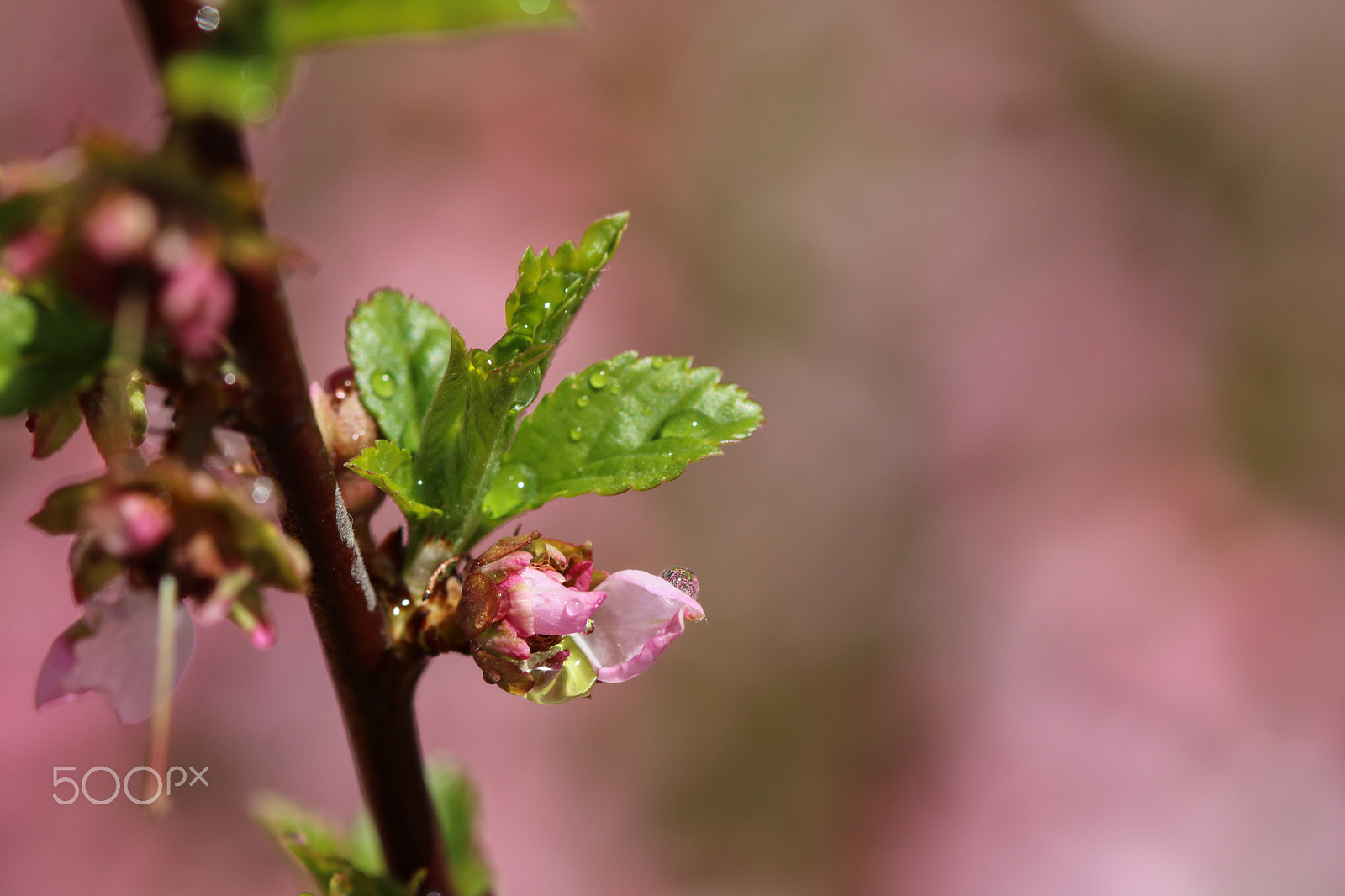 Canon EF 100mm F2.8 Macro USM sample photo. The flowers started to bloom photography
