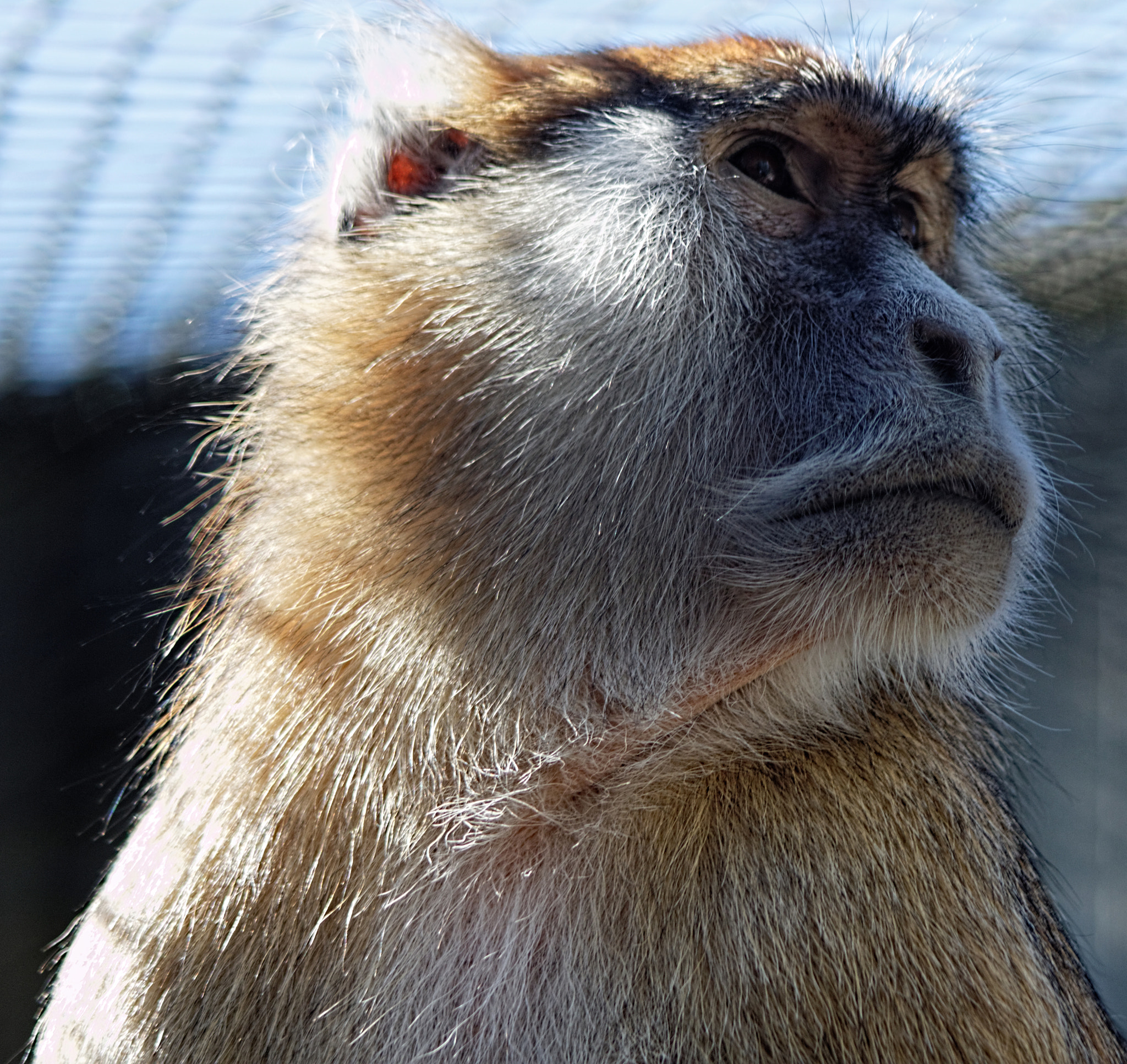 Canon EOS 750D (EOS Rebel T6i / EOS Kiss X8i) + Canon EF 90-300mm F4.5-5.6 sample photo. Patas monkey photography