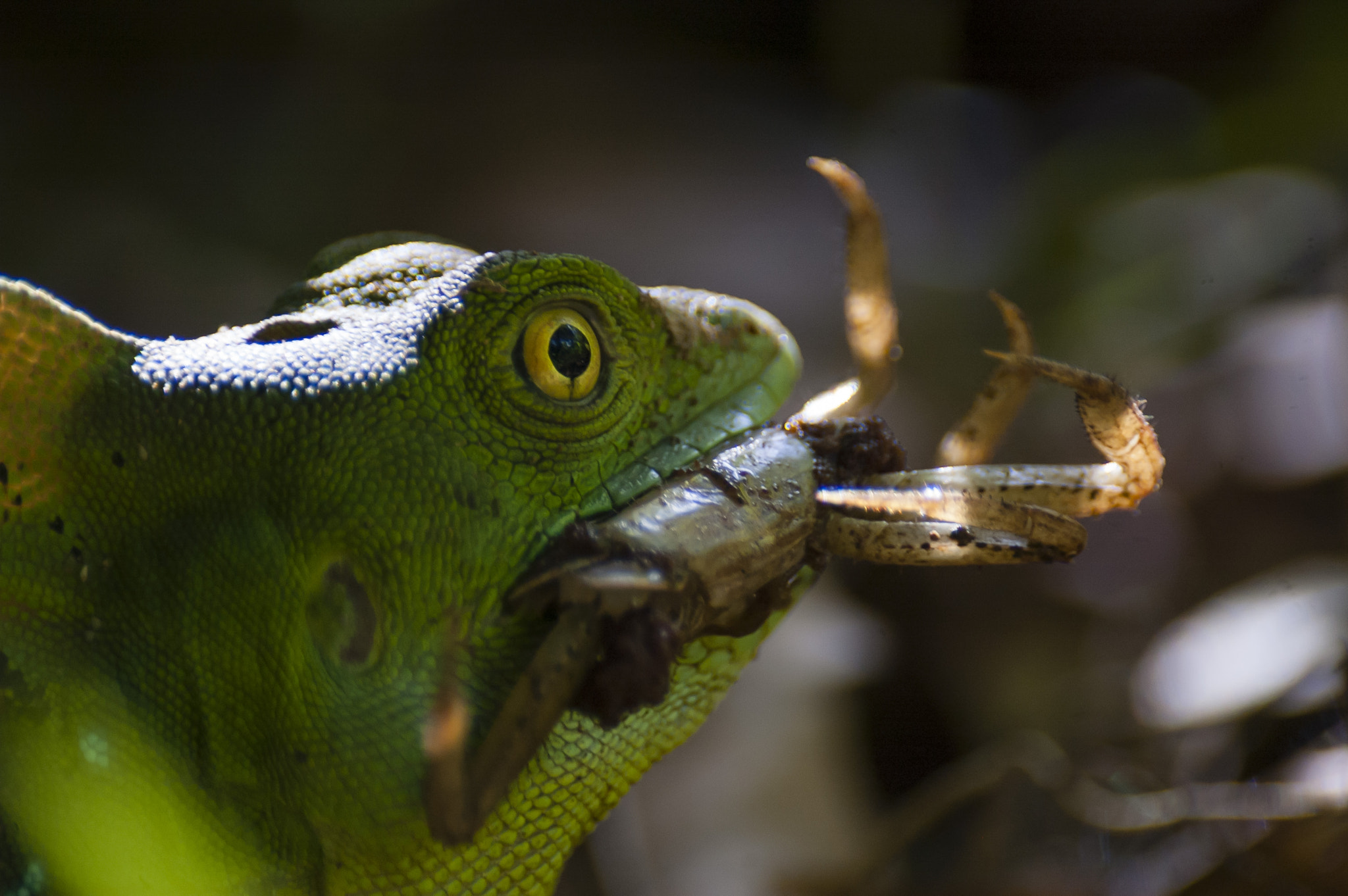 Nikon D70s sample photo. Basilisco comiendo cangrejo photography