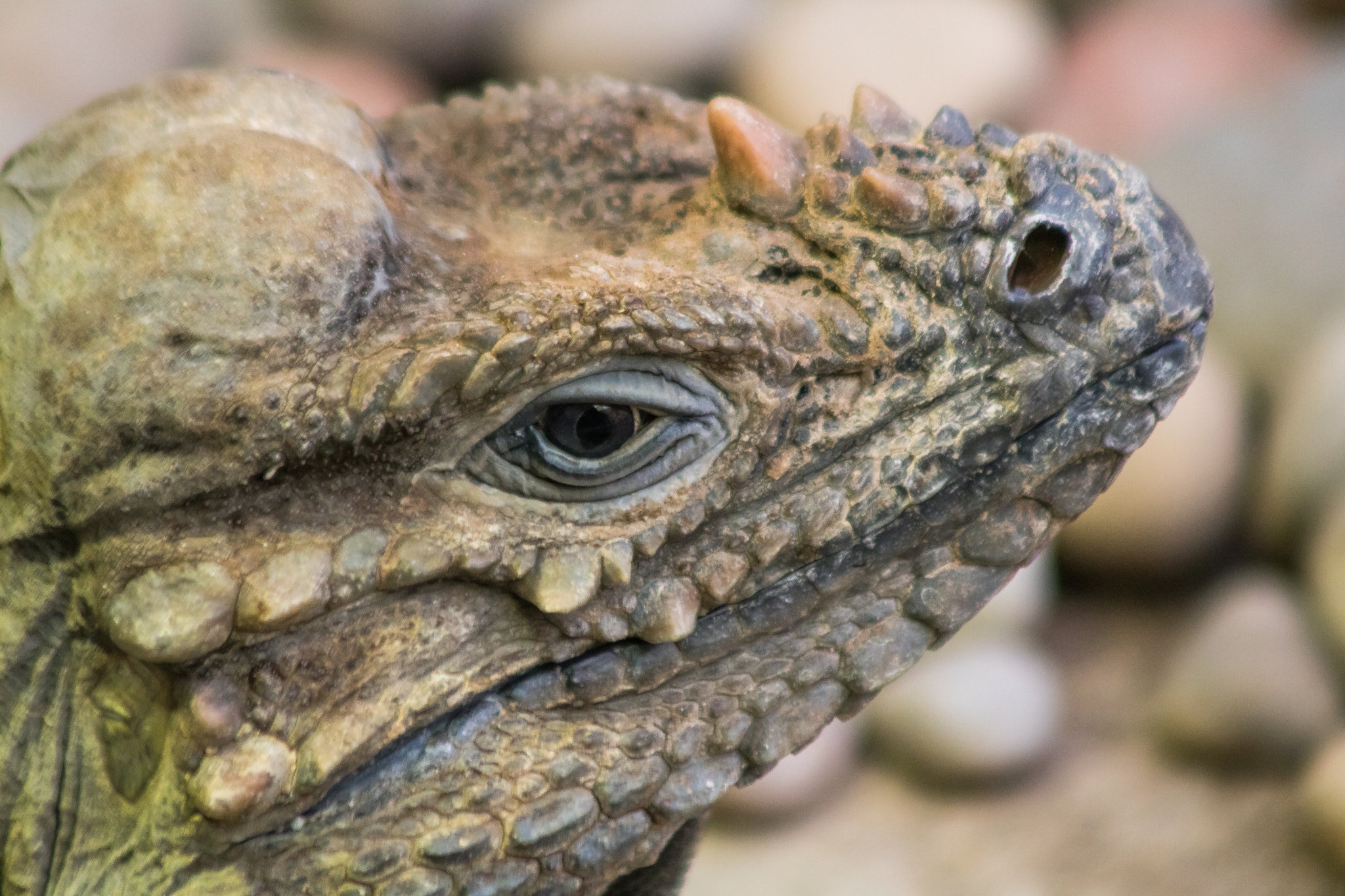 Canon EF 90-300mm F4.5-5.6 sample photo. Iguana photography