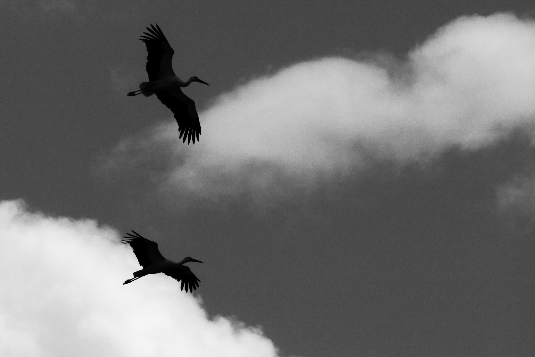 Canon EOS 40D + Canon EF 400mm F5.6L USM sample photo. Formation flight photography