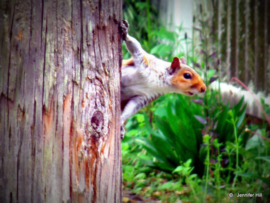 GENERAL IMAGING CO. X400 sample photo. Peekaboo photography