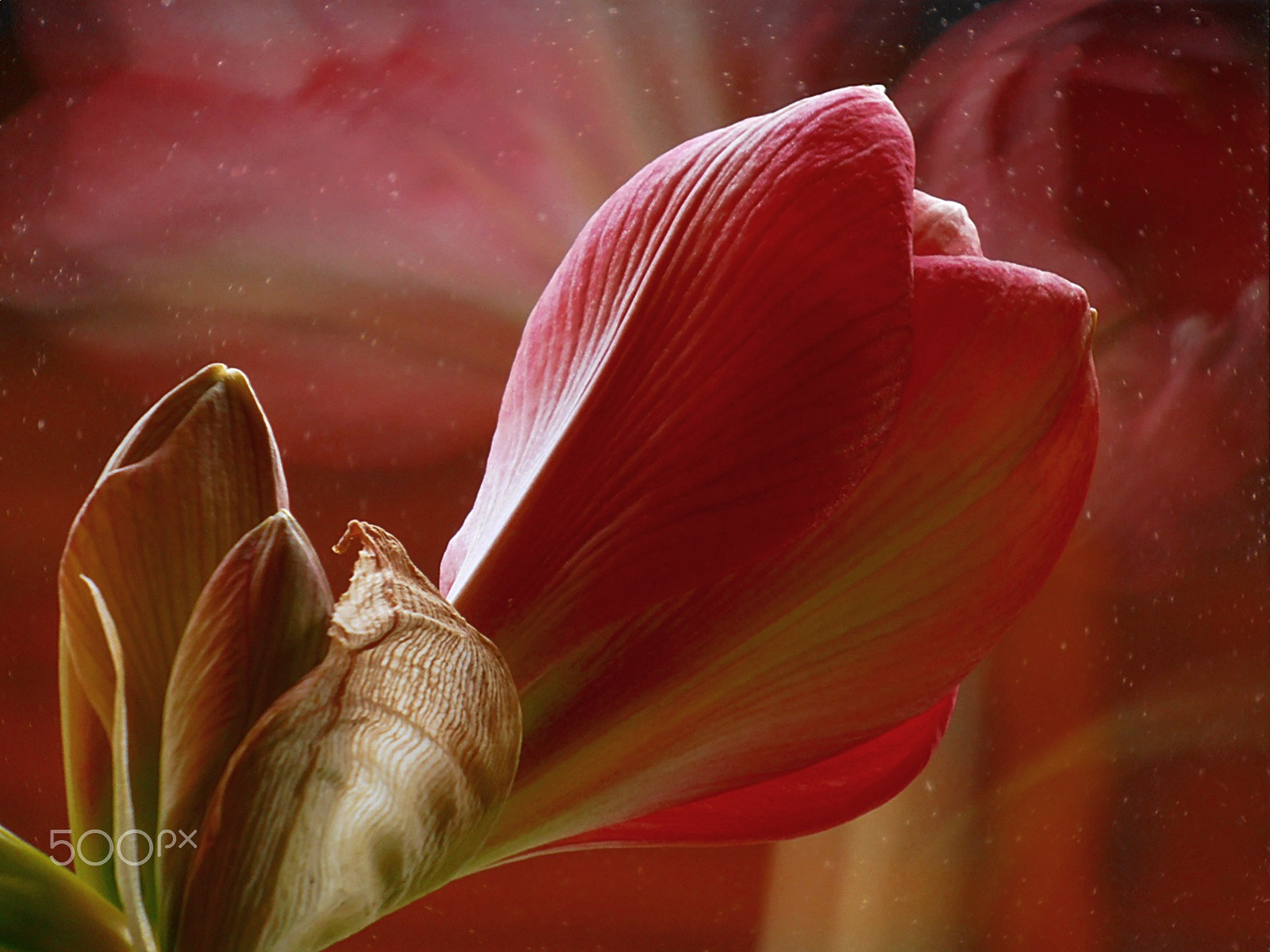 Olympus VR325,VR320,D725 sample photo. Amaryllis i photography