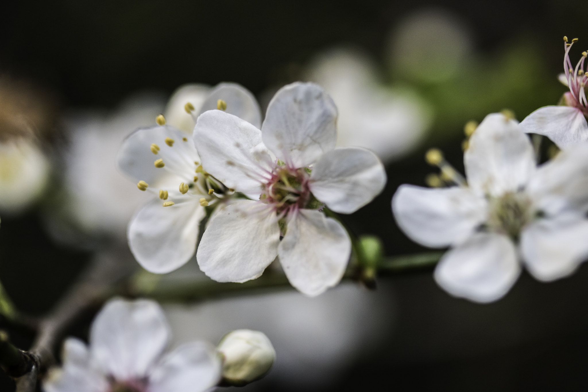 Canon EF-S 60mm F2.8 Macro USM sample photo. Blossom macro photography