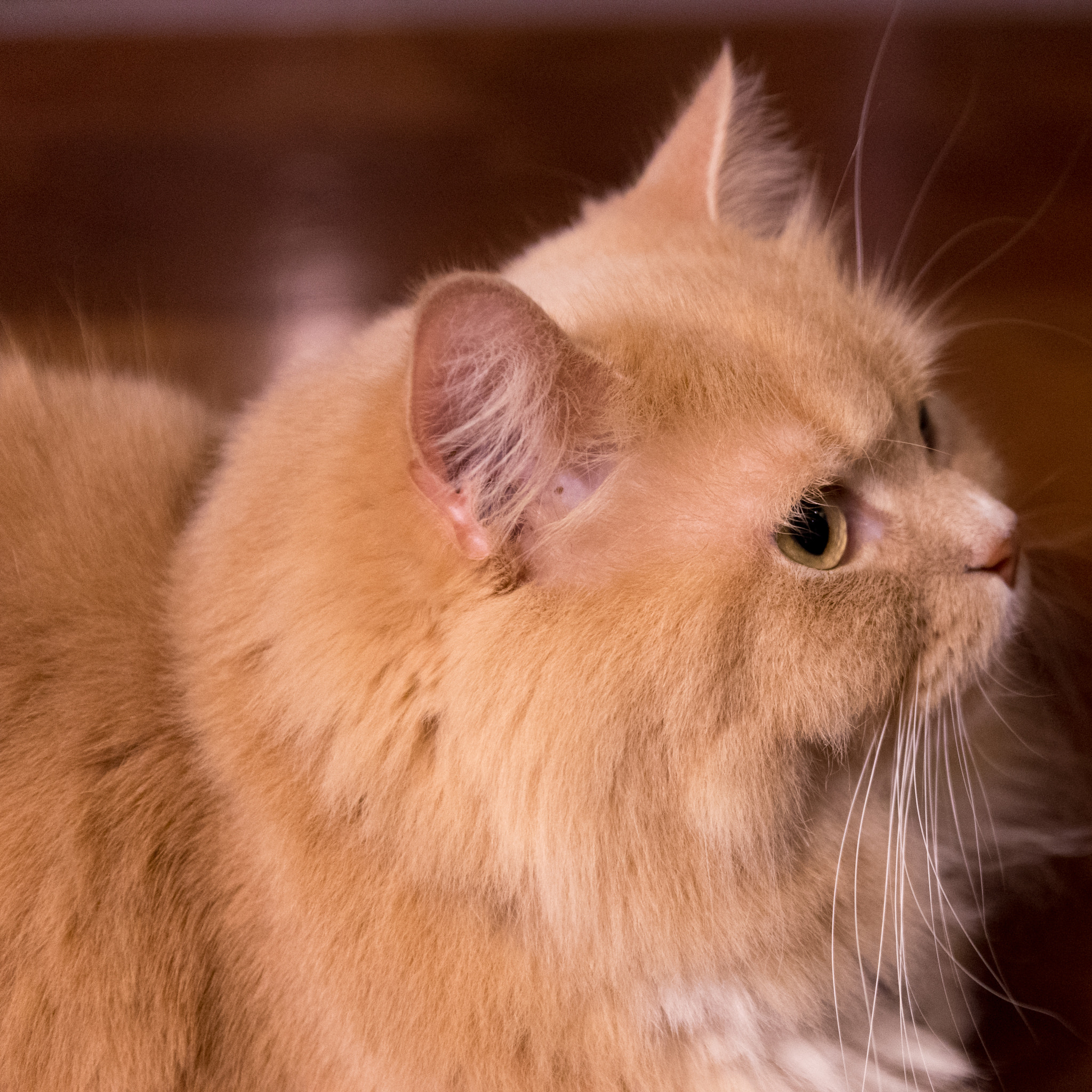 Sigma 17-50mm F2.8 EX DC HSM sample photo. Ragamuffin photography