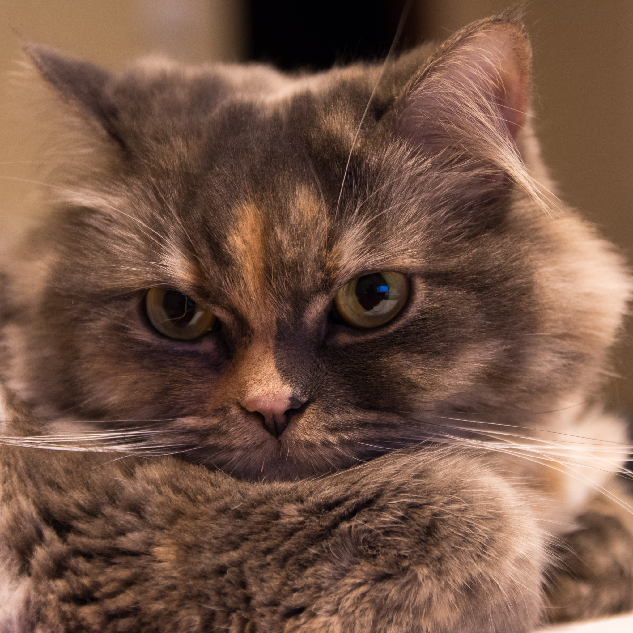 Sigma 17-50mm F2.8 EX DC HSM sample photo. Ragamuffin photography