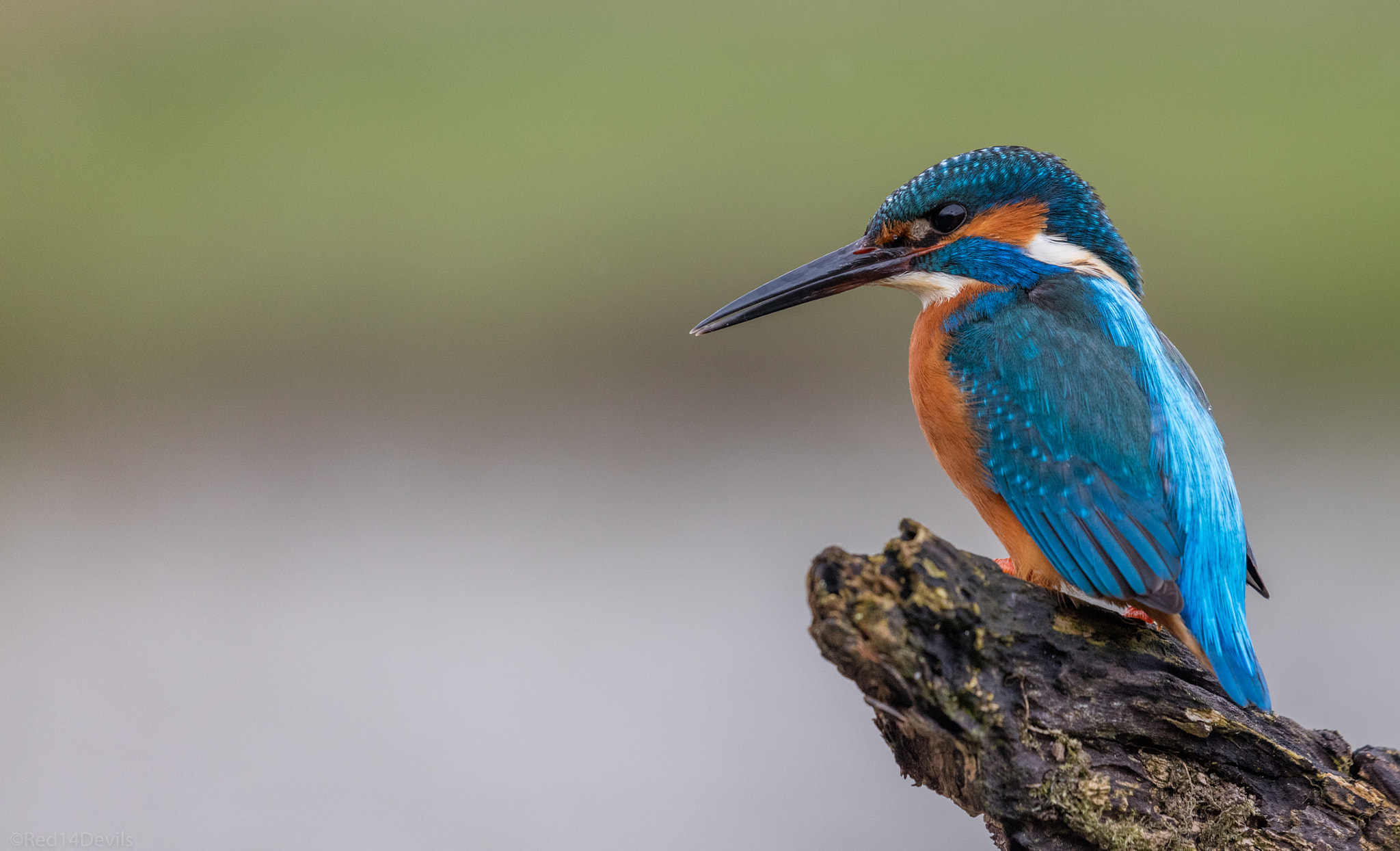 Canon EF 100-400mm F4.5-5.6L IS II USM sample photo. Common kingfisher photography