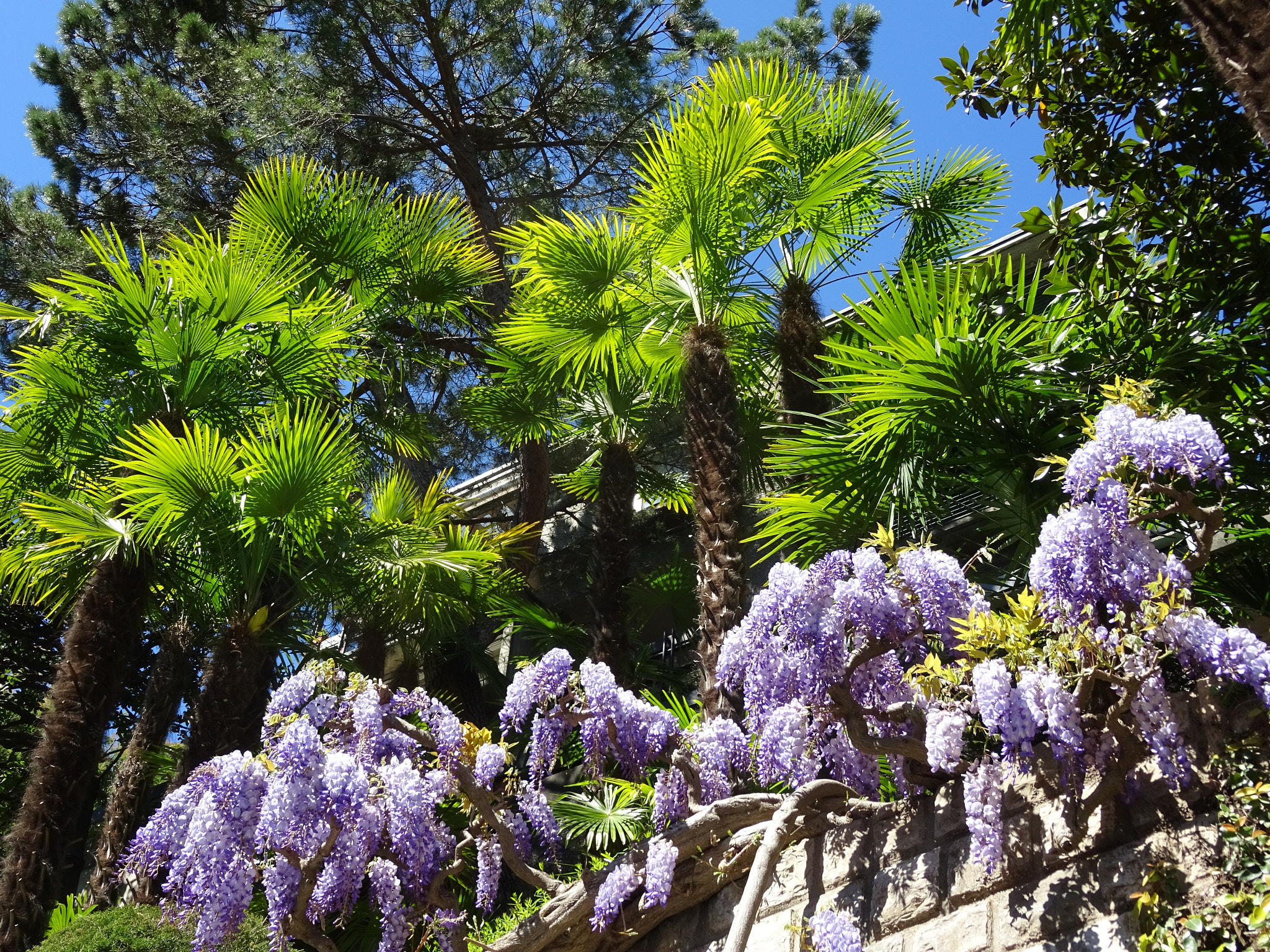 Sony 24-720mm F3.5-6.3 sample photo. Palm trees and flowers photography