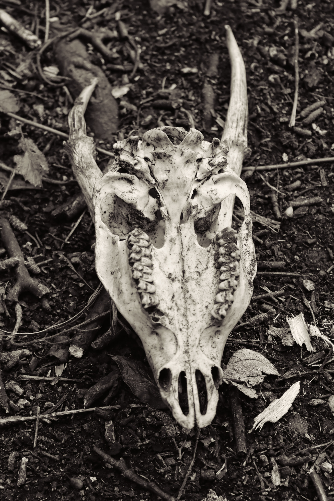 Canon EF-S 18-55mm F3.5-5.6 sample photo. Skull photography