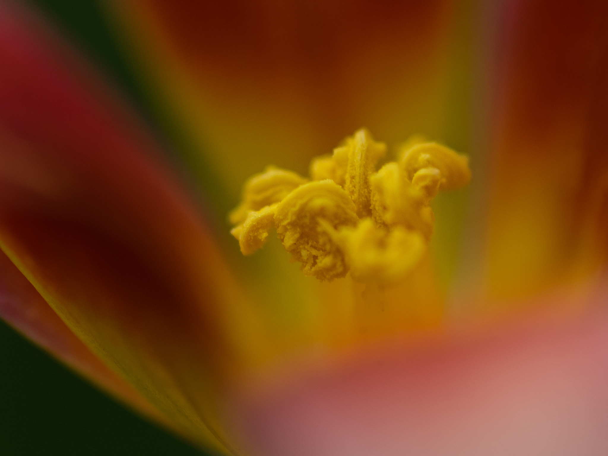 Olympus OM-D E-M1 + Sigma 105mm F2.8 EX DG Macro sample photo. Yellow inside 1 photography