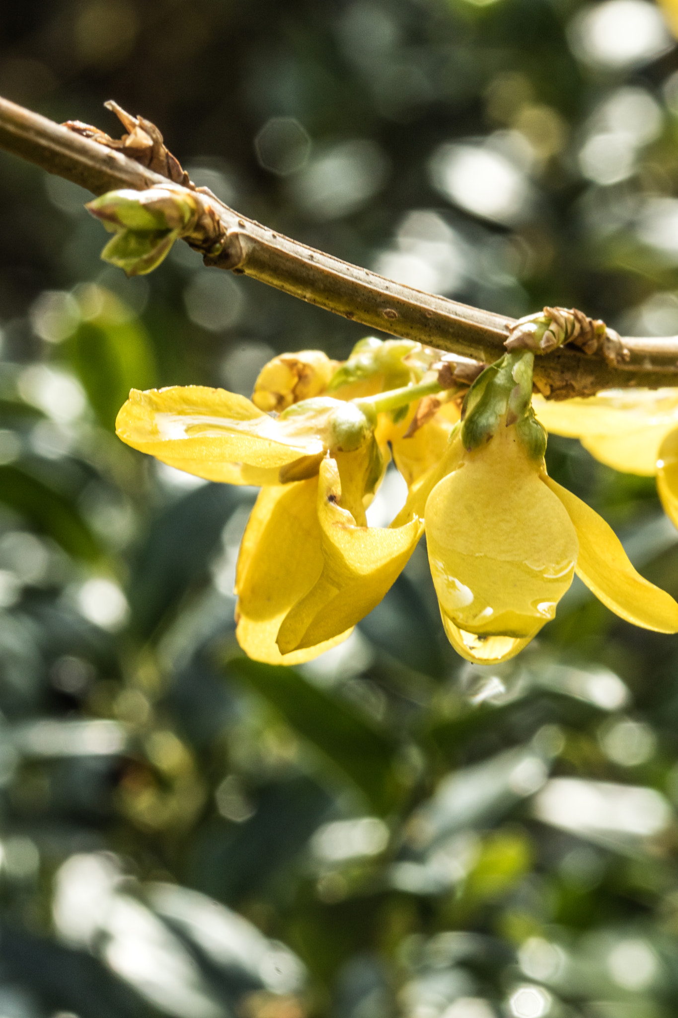 Canon EF-S 60mm F2.8 Macro USM sample photo. Broom flower photography