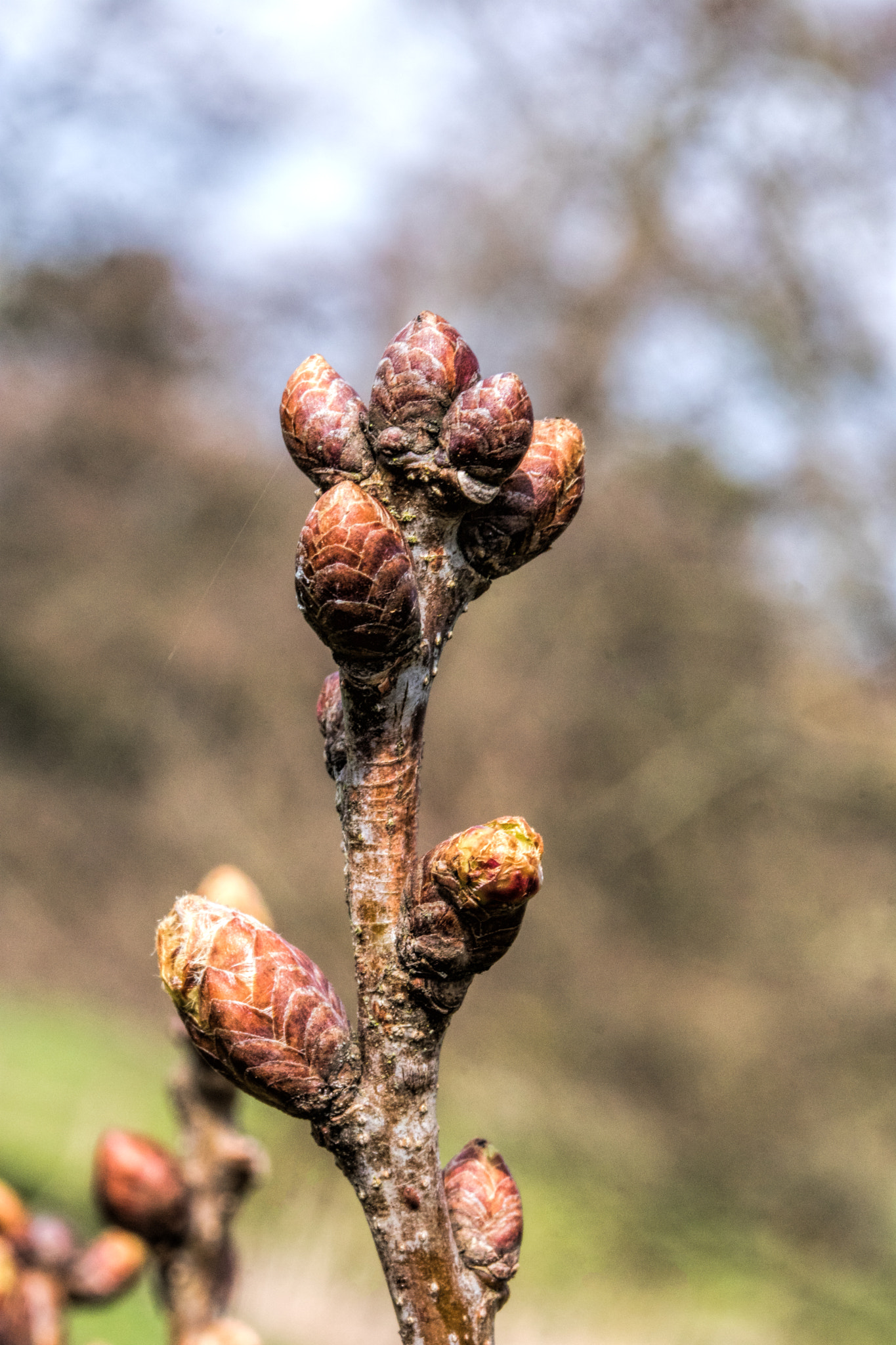 Canon EF-S 60mm F2.8 Macro USM sample photo. Bud photography