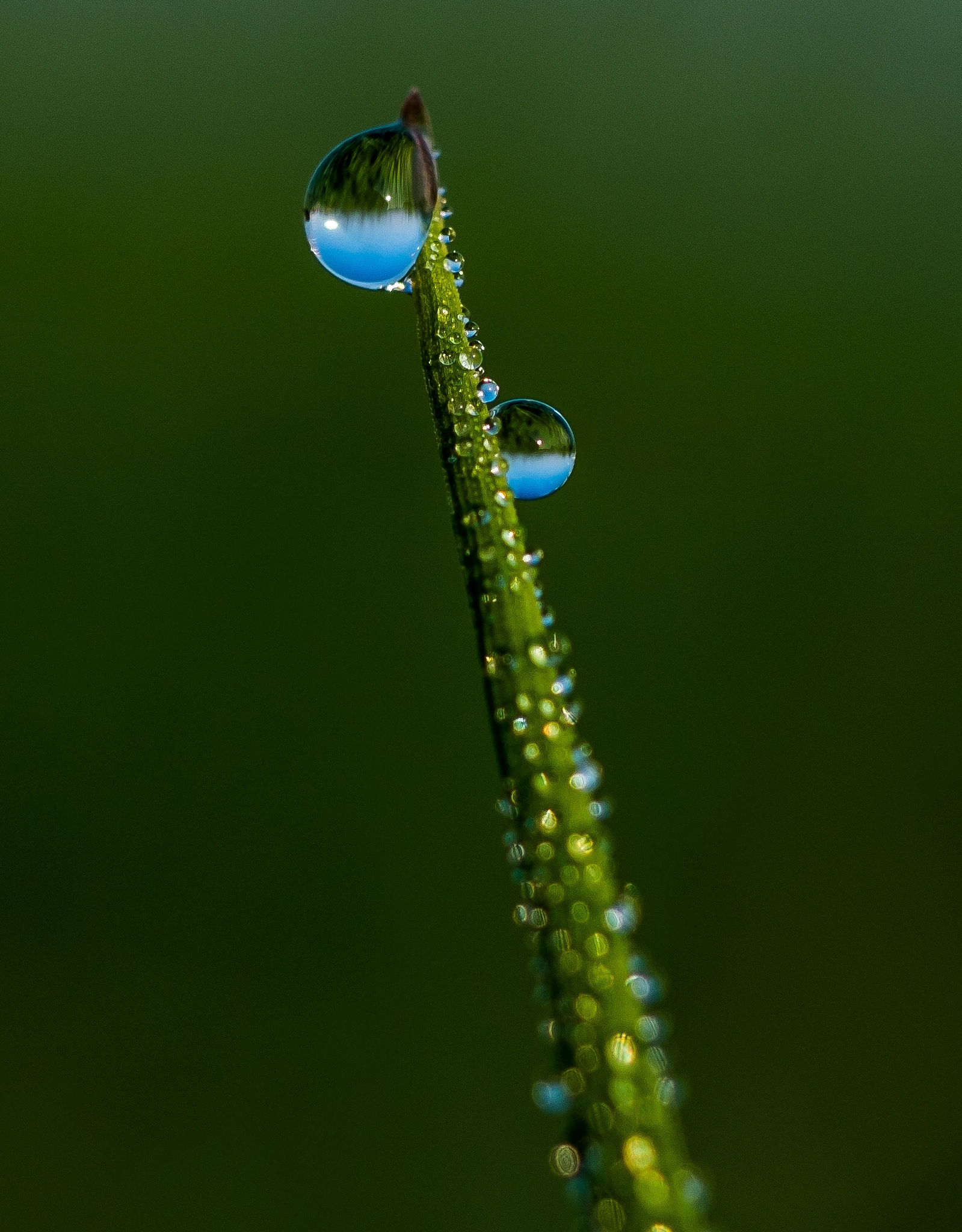 Fujifilm X-M1 + Fujifilm XF 60mm F2.4 R Macro sample photo. Drops.jpg photography