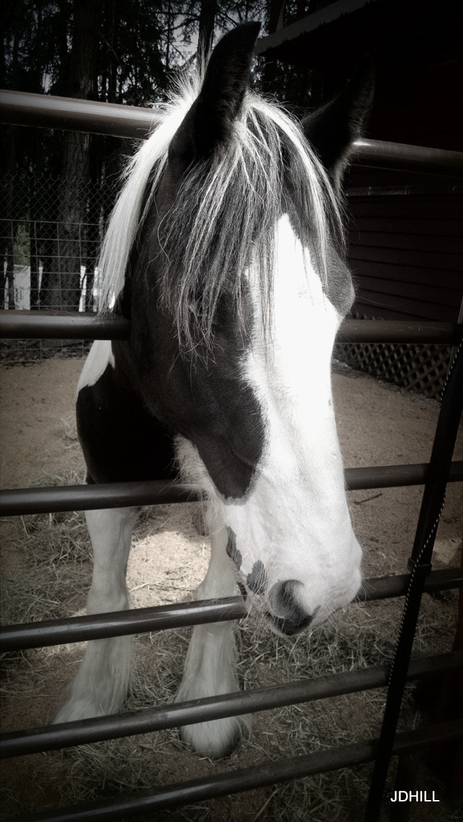 Head stuck horse