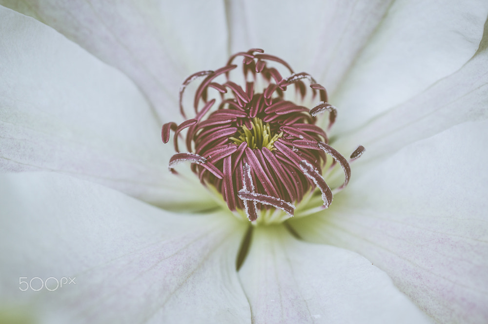 Sony Alpha DSLR-A580 sample photo. Clematis photography