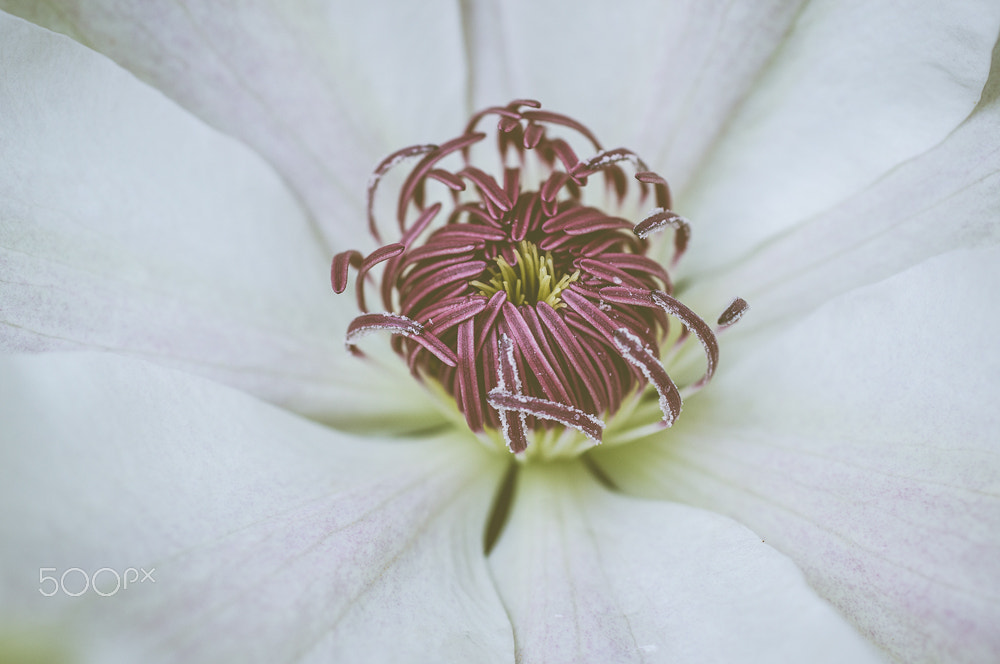 Sigma 30mm F1.4 EX DC HSM sample photo. Clematis photography