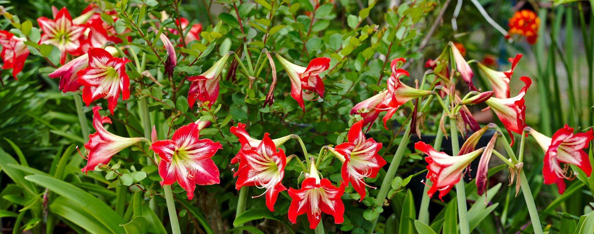 ZEISS Otus 85mm F1.4 sample photo. A cluster of pink amaryllis photography