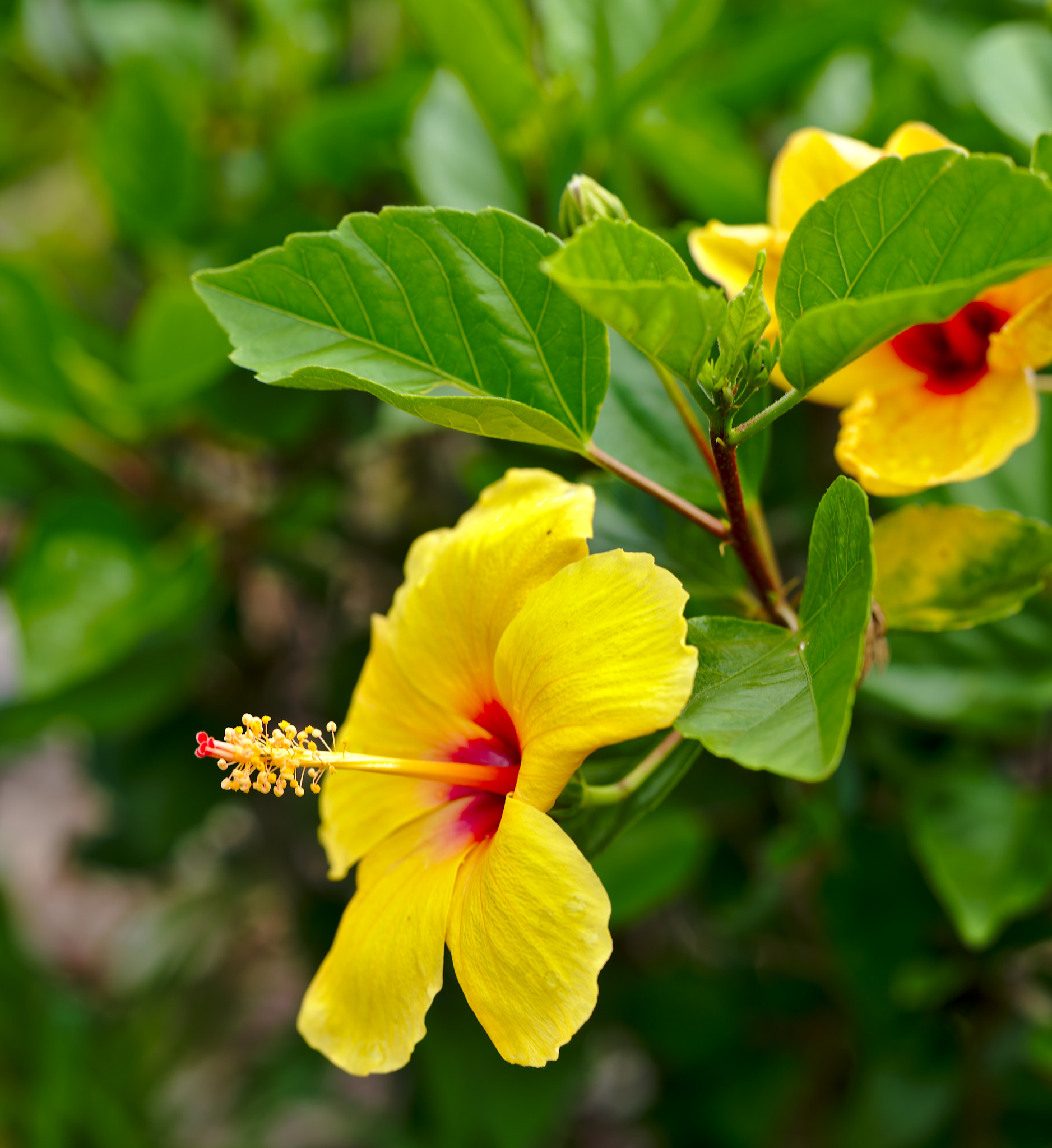 ZEISS Otus 85mm F1.4 sample photo. A yellow hibiscus photography