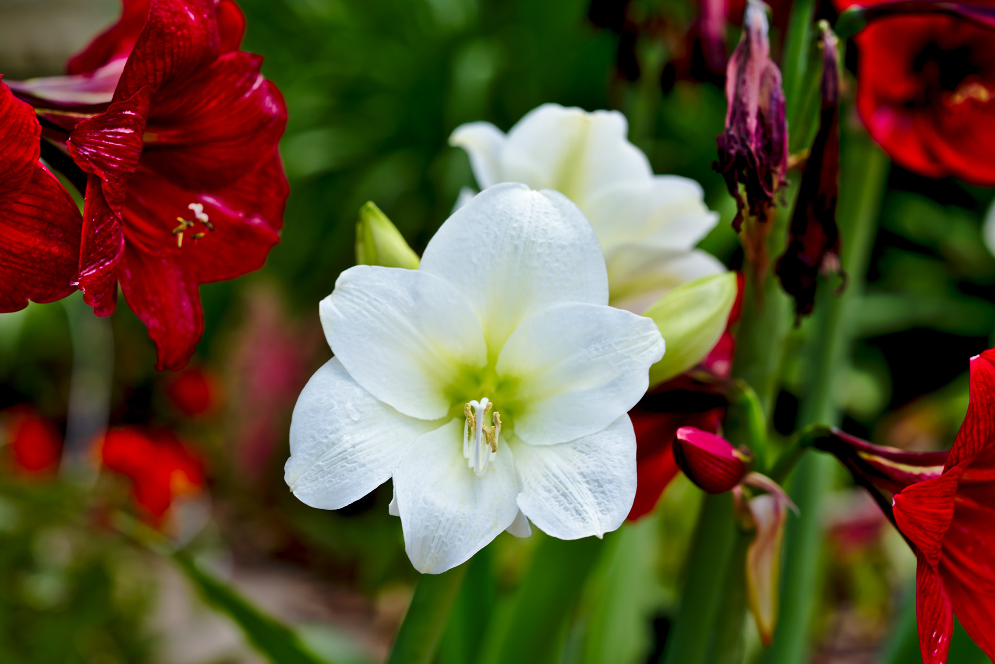 ZEISS Otus 85mm F1.4 sample photo. White and red amaryllis photography