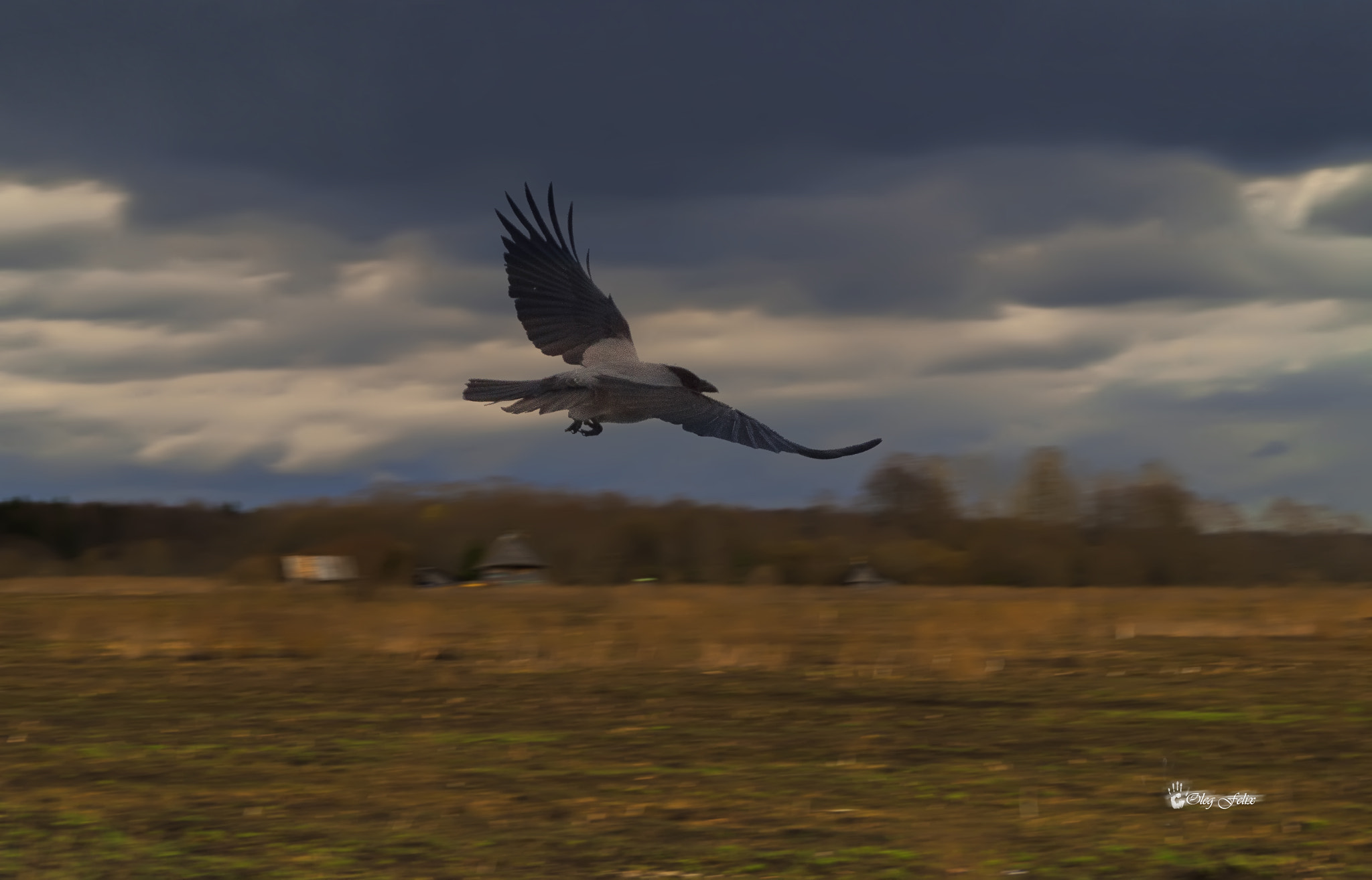 Sony SLT-A37 sample photo. The first spring crows. photography
