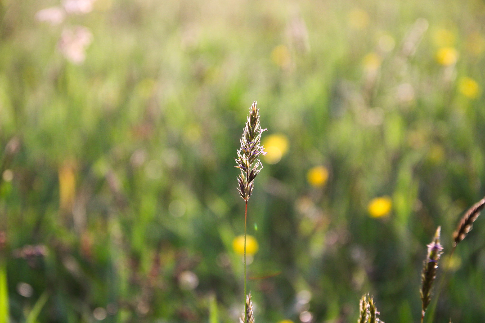 Sigma 17-70mm F2.8-4 DC Macro OS HSM sample photo. Euskadi fields photography