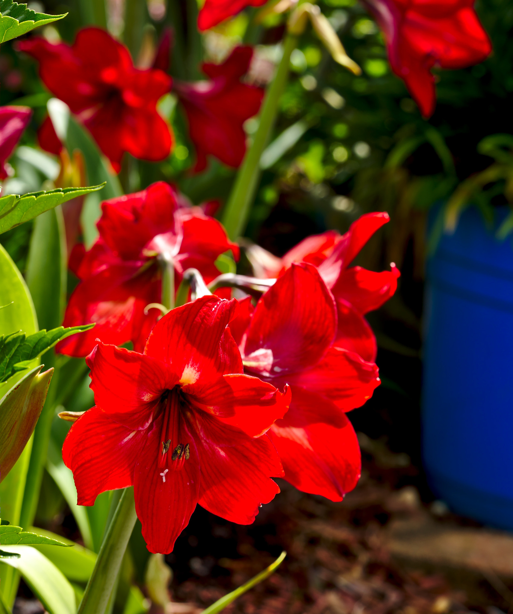 ZEISS Otus 85mm F1.4 sample photo. Red amaryllis photography
