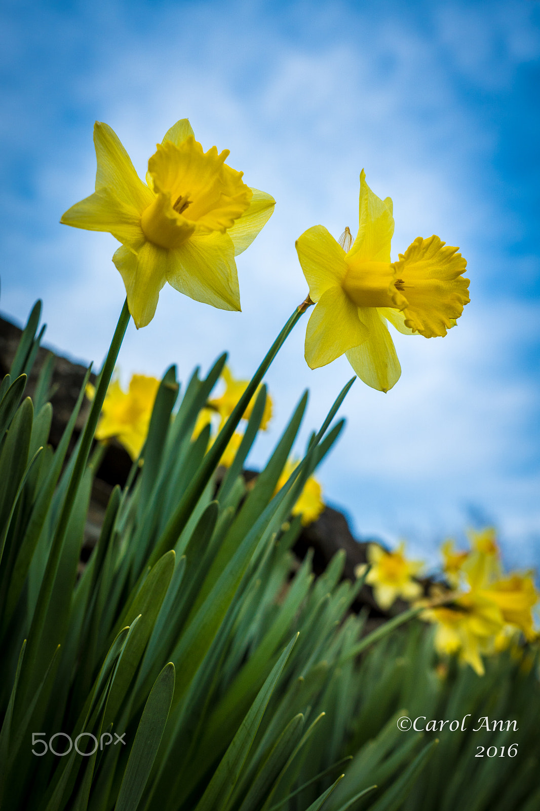 Sony ILCA-77M2 sample photo. It must be spring ! photography