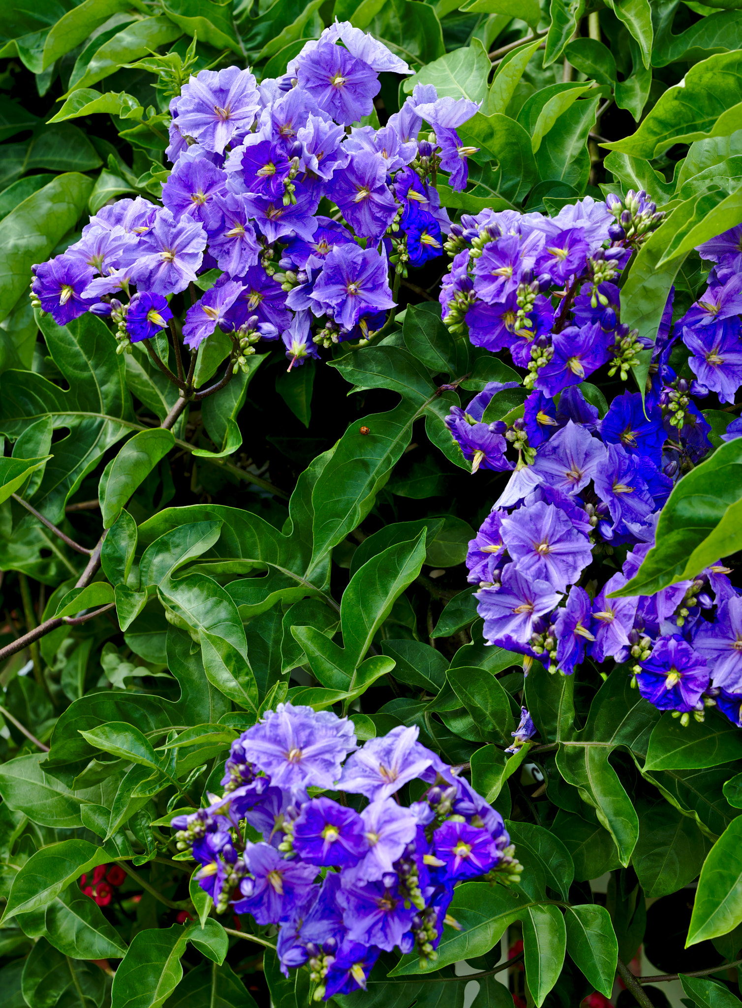 ZEISS Otus 85mm F1.4 sample photo. A cluster of morning glory photography