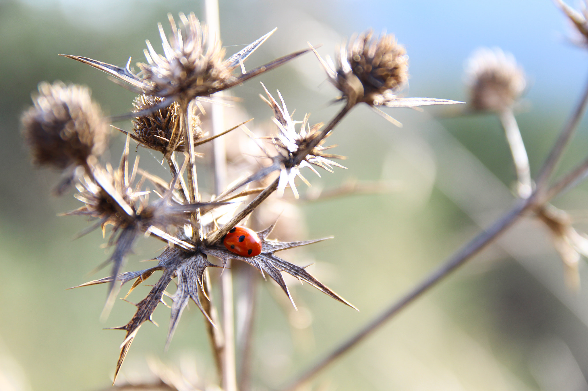 Sigma 17-70mm F2.8-4 DC Macro OS HSM sample photo. Still live photography