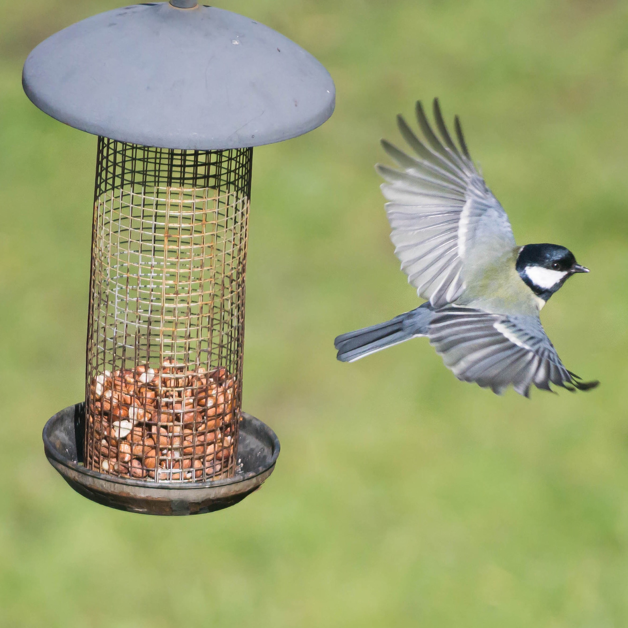 Minolta AF 100-300mm F4.5-5.6 APO [New] sample photo. Great tit. photography