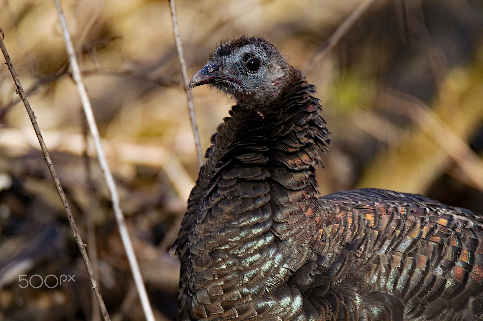 Tamron SP 150-600mm F5-6.3 Di VC USD sample photo. Wild turkey close up photography