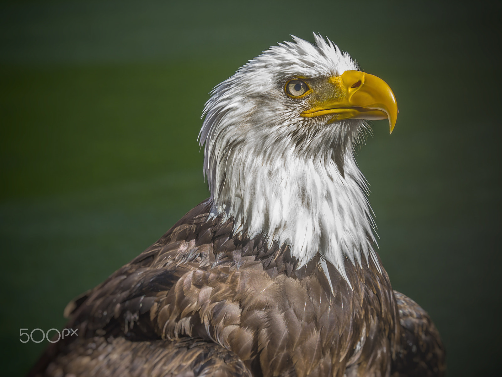 Sony SLT-A77 + Minolta/Sony AF 70-200mm F2.8 G sample photo. Eagle photography