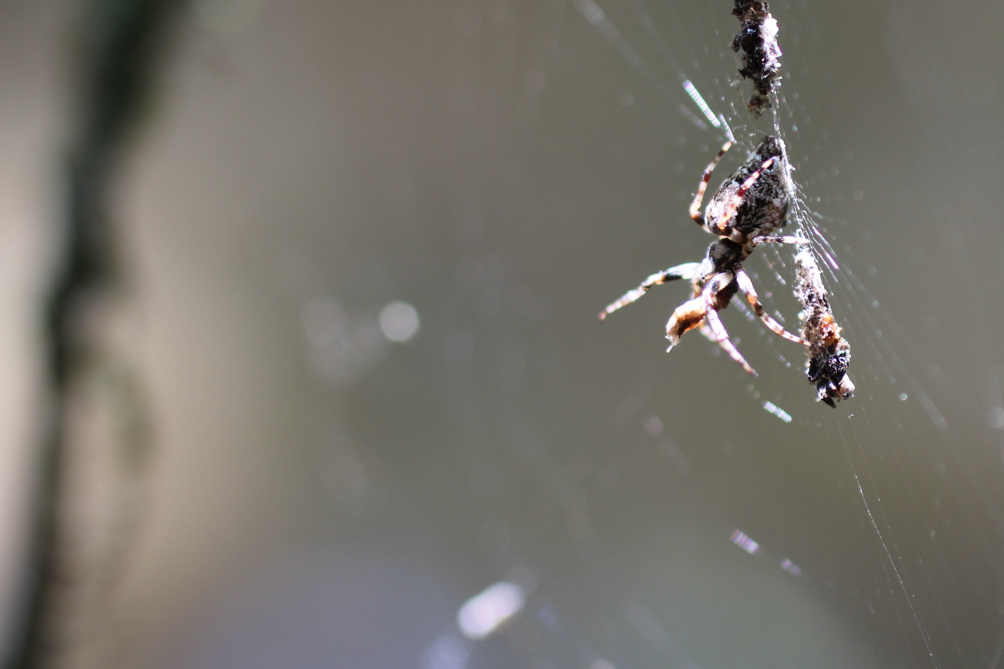 Canon EF 50mm F2.5 Macro sample photo. Do tamanho de uma agulha photography