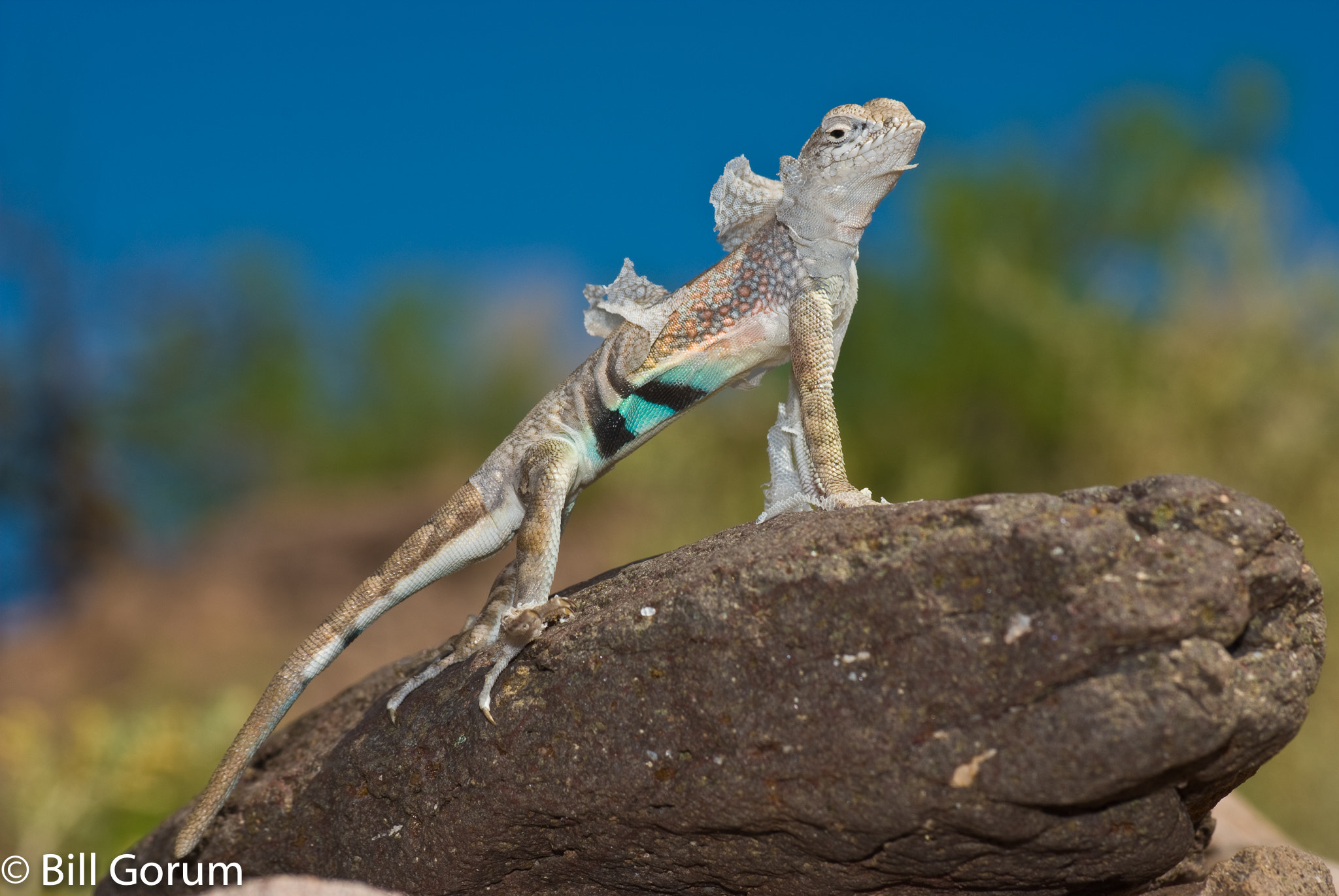 Sigma 70-210mm F4-5.6 UC-II sample photo. Chihuahuan greater earless lizard shedding skin. photography