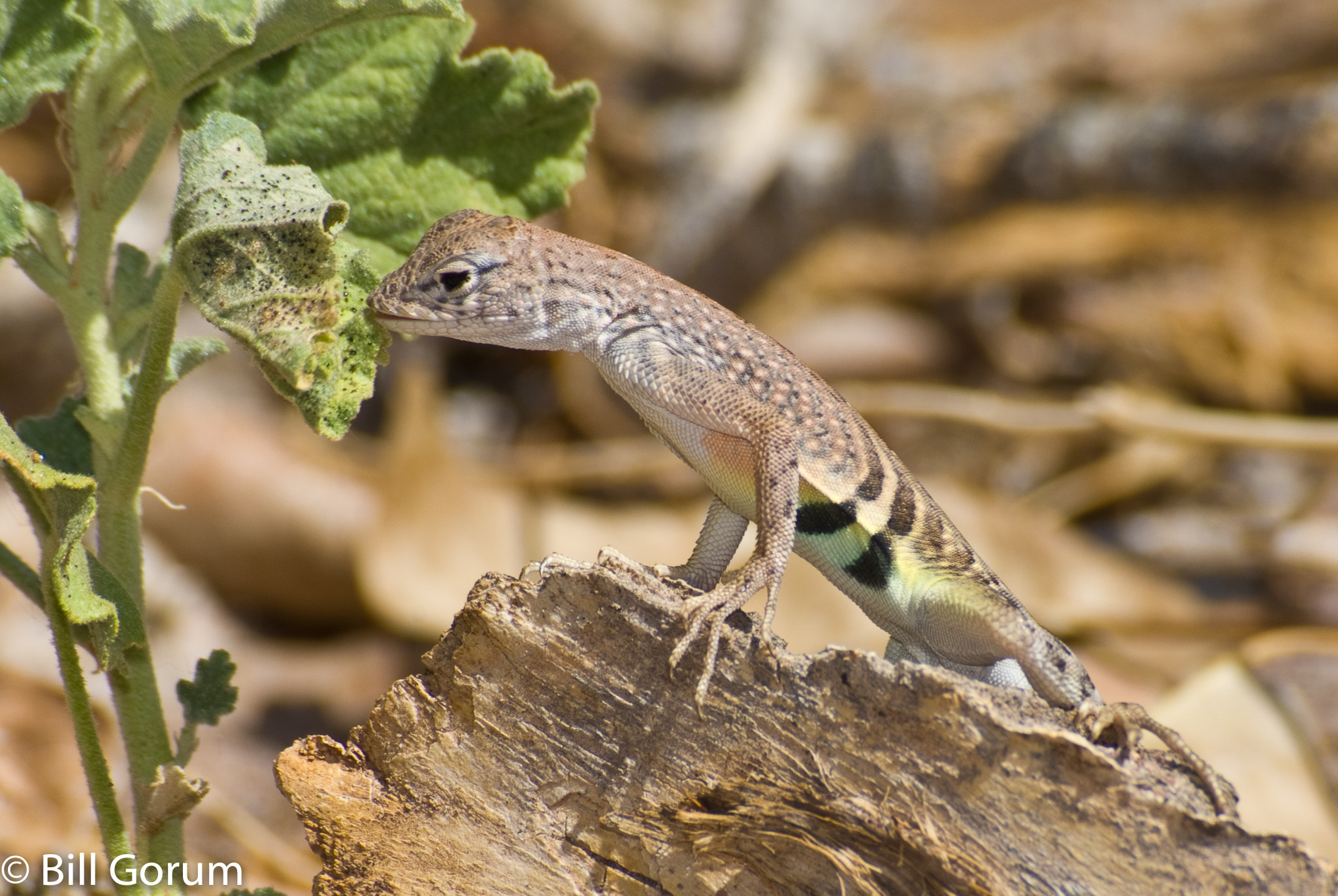 Nikon D200 + Sigma 70-210mm F4-5.6 UC-II sample photo. Chihuahuan greater earless lizard eating aphids. photography