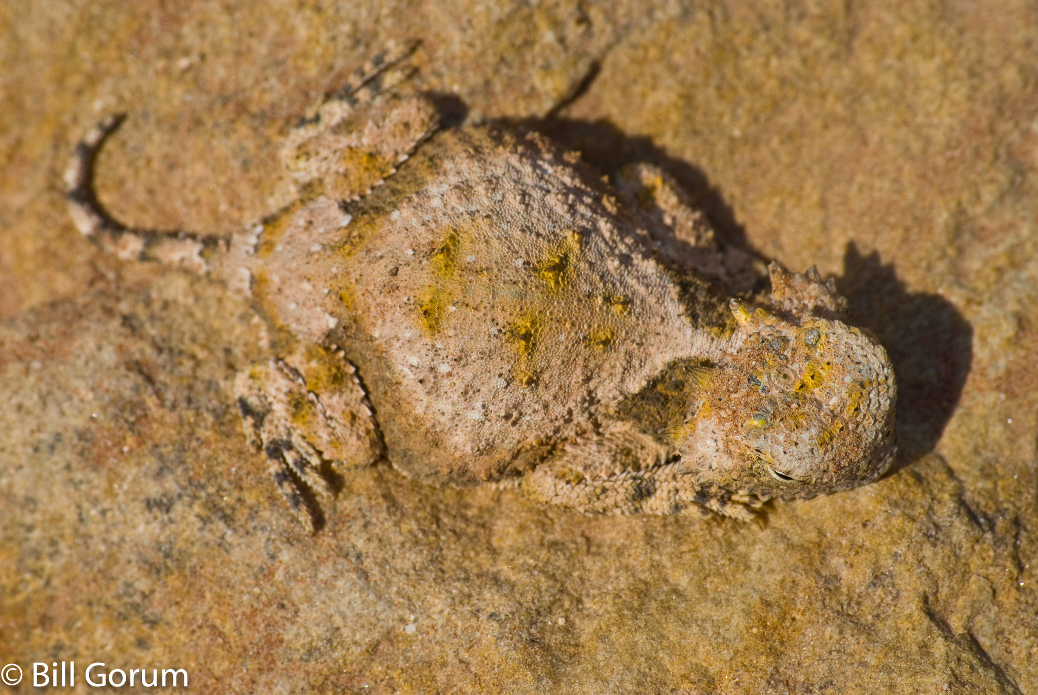 Sigma 70-210mm F4-5.6 UC-II sample photo. Round-tailed horned lizard, (phrynosoma modestum). photography