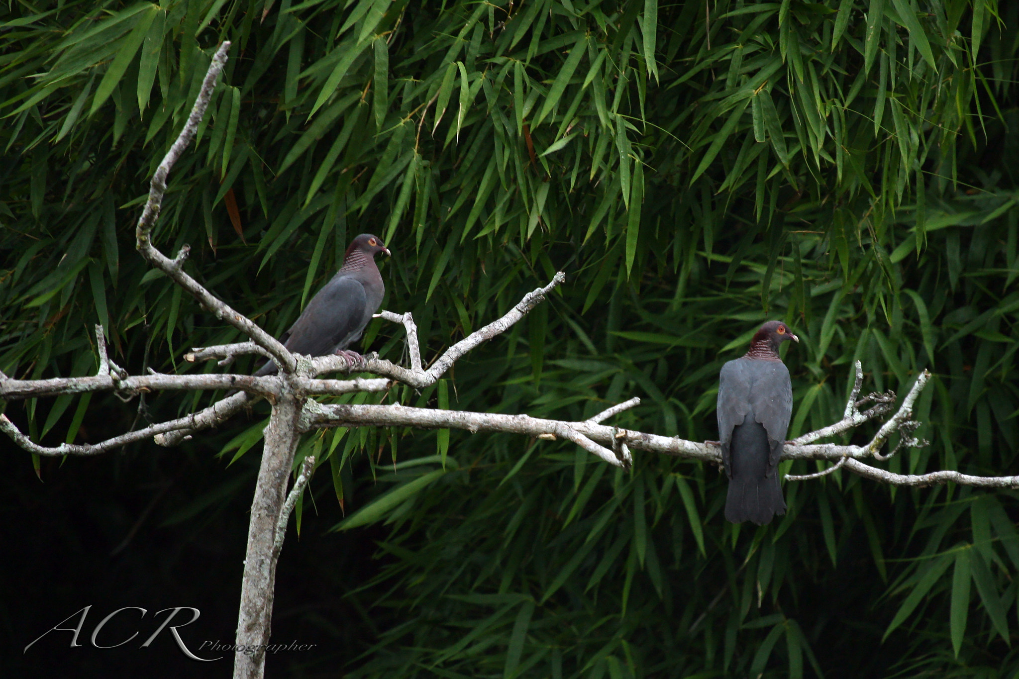 Sigma 50-500mm f/4-6.3 APO HSM EX sample photo. Scaly naped pigeon / paloma turca photography