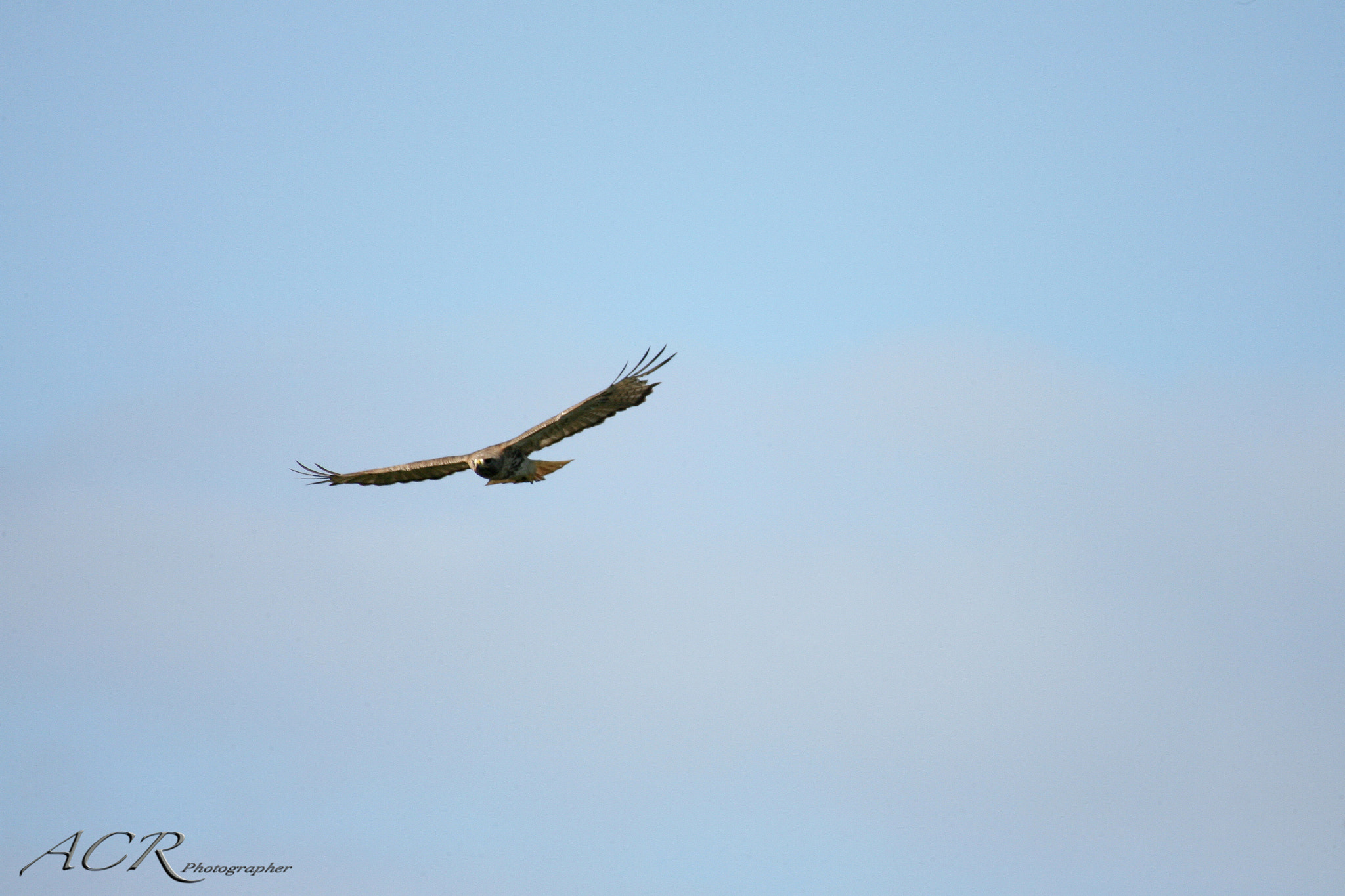 Canon EOS-1D Mark II N + Sigma 50-500mm f/4-6.3 APO HSM EX sample photo. Red tailed hawk / guaraguao photography