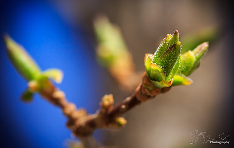 Tamron SP AF 60mm F2 Di II LD IF Macro sample photo. Spring fourth... photography